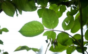 waterleaf