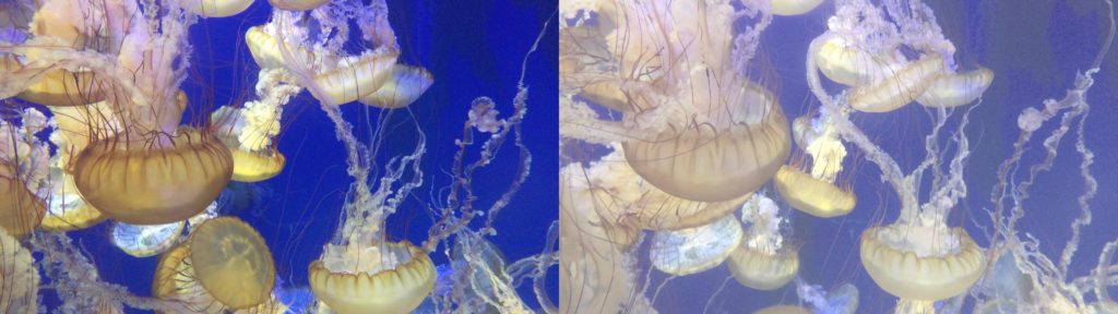 jellyfish log compare iphone