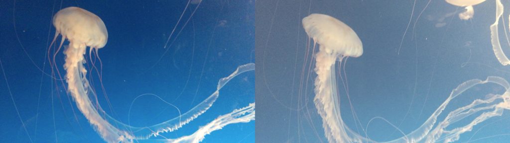 jellyfish log compare 2 iphone